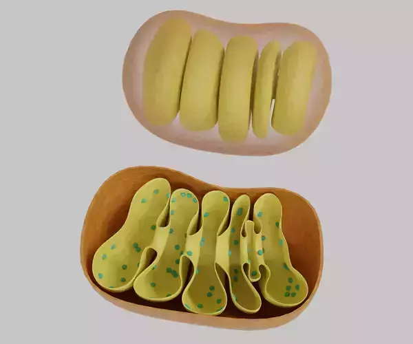 Mitochondria cut and uncut membrane