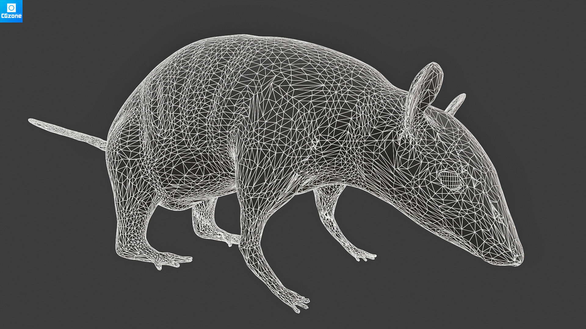 Mouse  Rat Low-poly 3D model_10