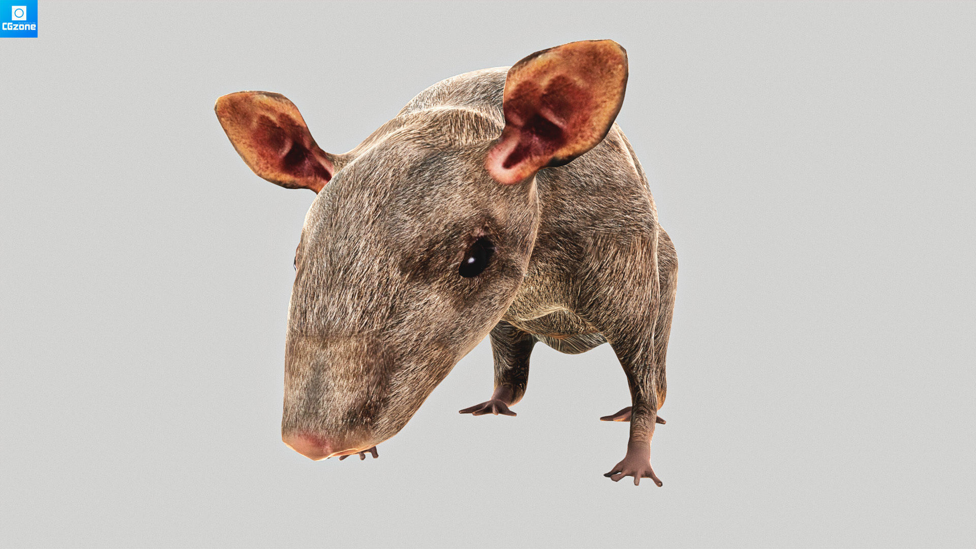 Mouse  Rat Low-poly 3D model_6