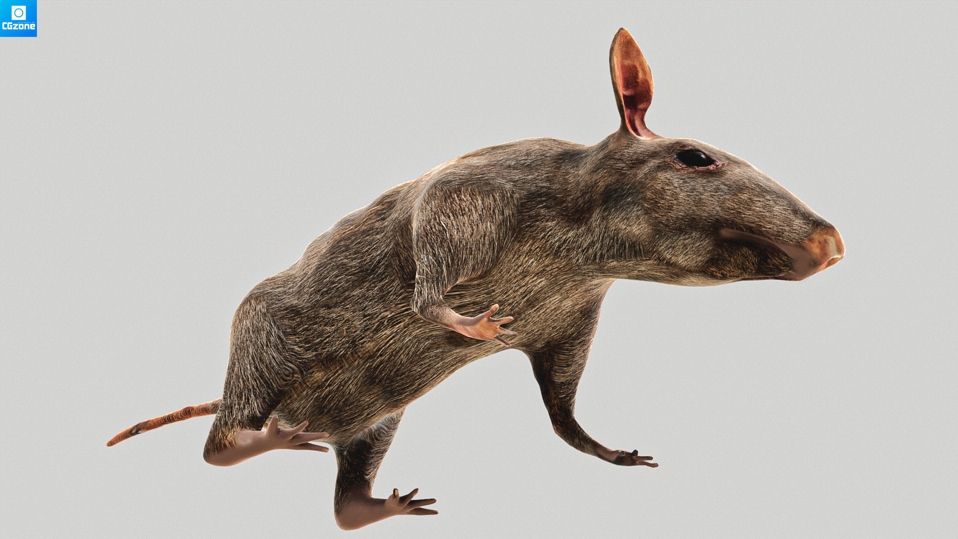 Mouse  Rat Low-poly 3D model_8