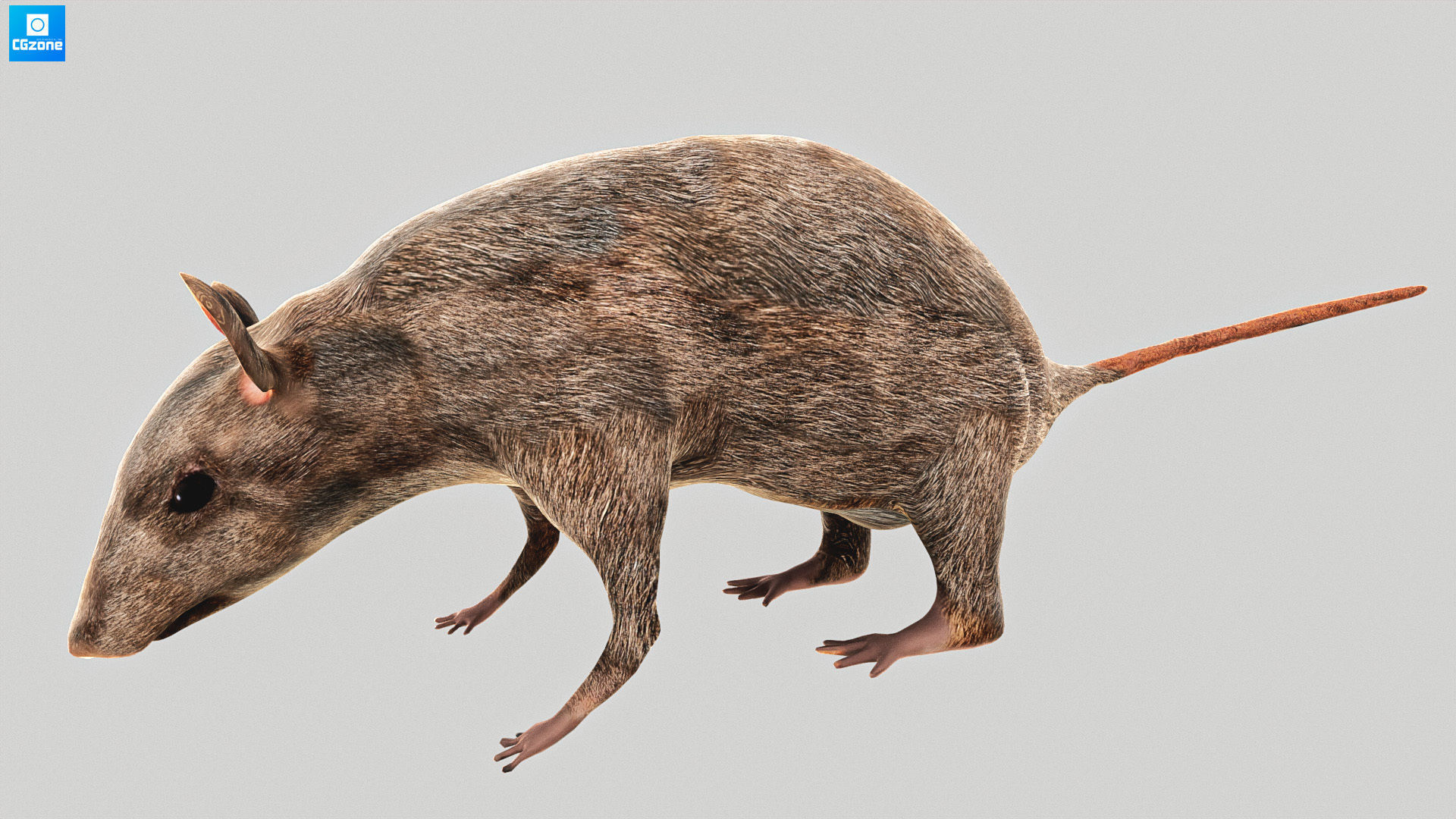 Mouse  Rat Low-poly 3D model_2