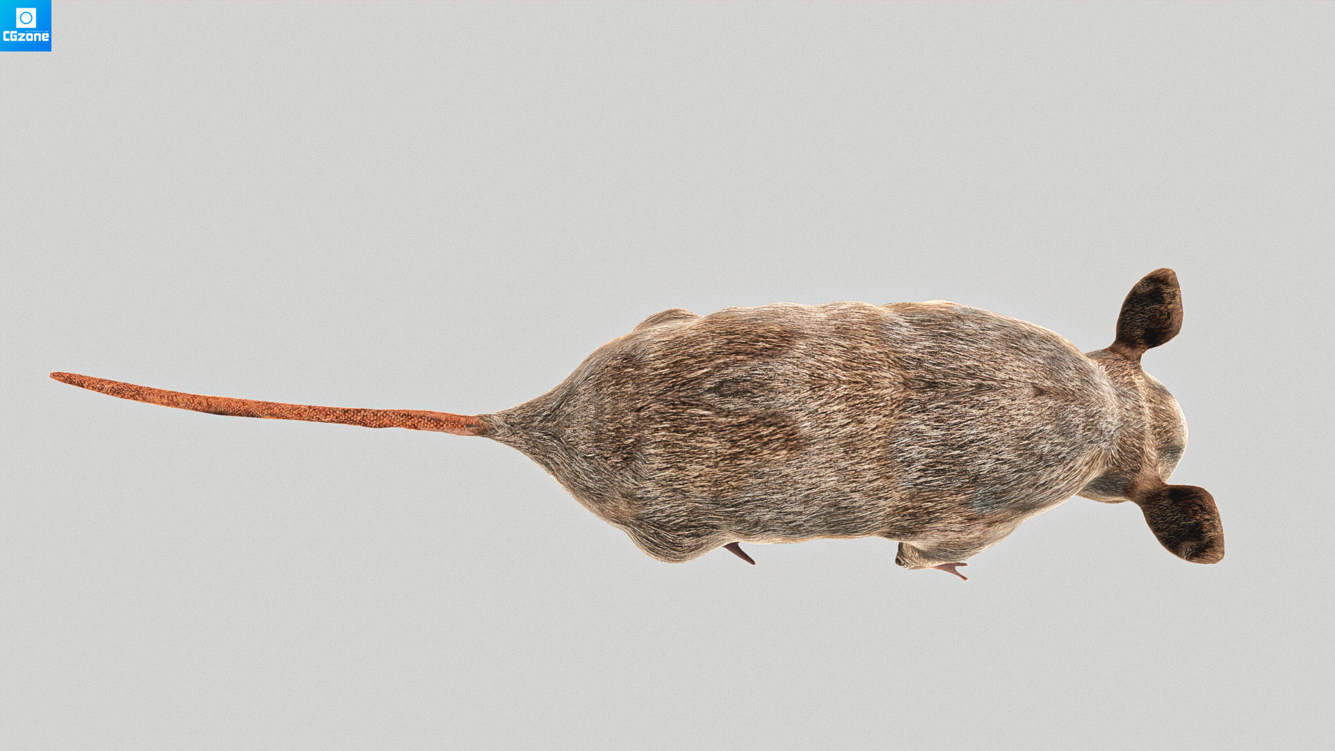 Mouse  Rat Low-poly 3D model_5