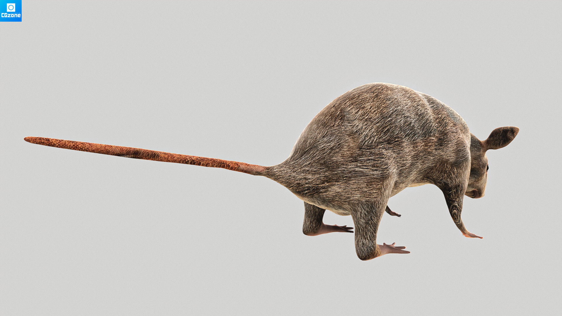 Mouse  Rat Low-poly 3D model_3