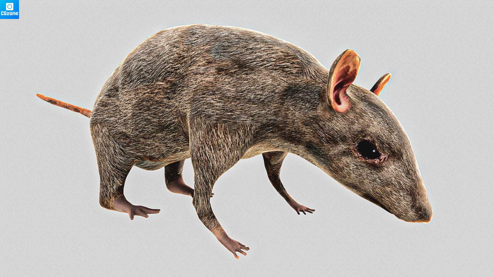 Mouse  Rat Low-poly 3D model_7