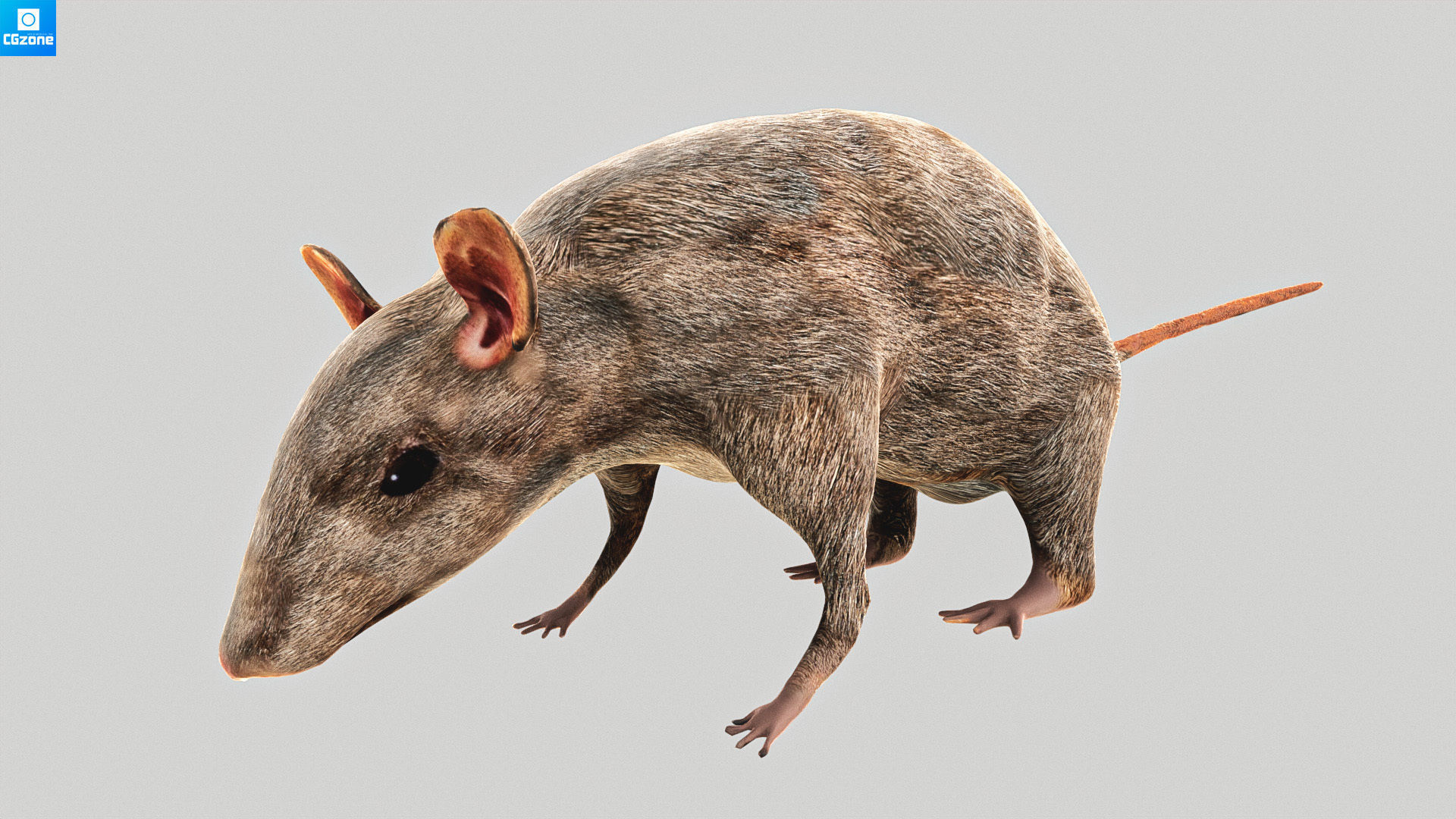 Mouse  Rat Low-poly 3D model_1
