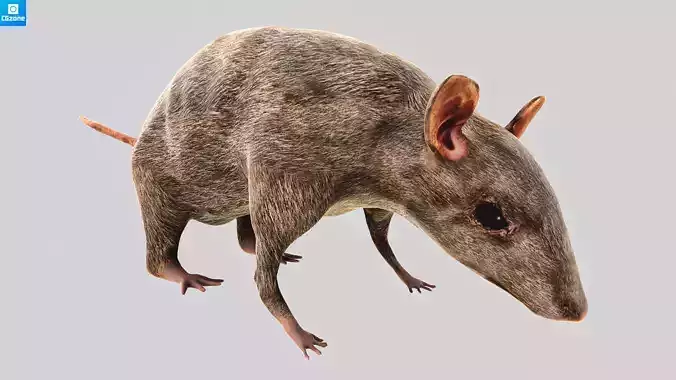 Mouse  Rat Low-poly 3D model