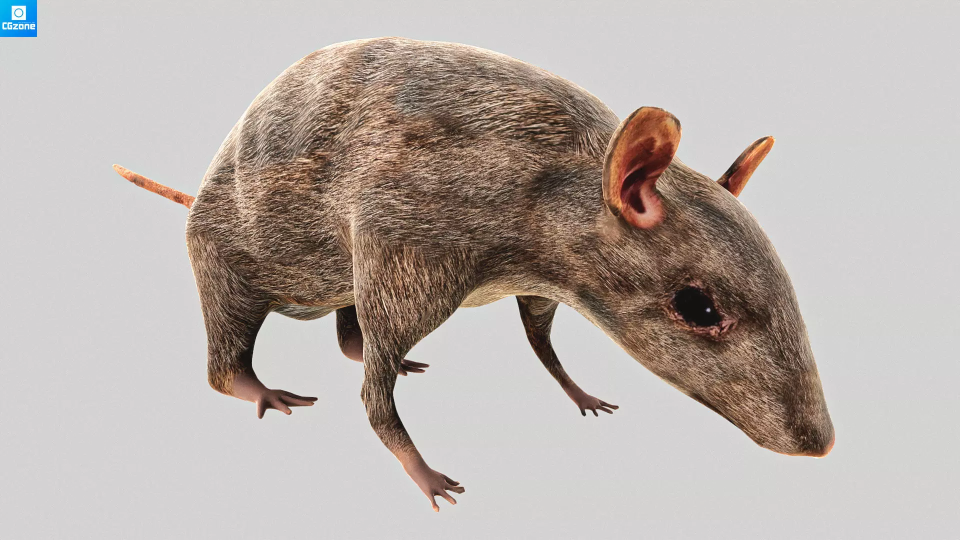 Mouse  Rat Low-poly 3D model_0
