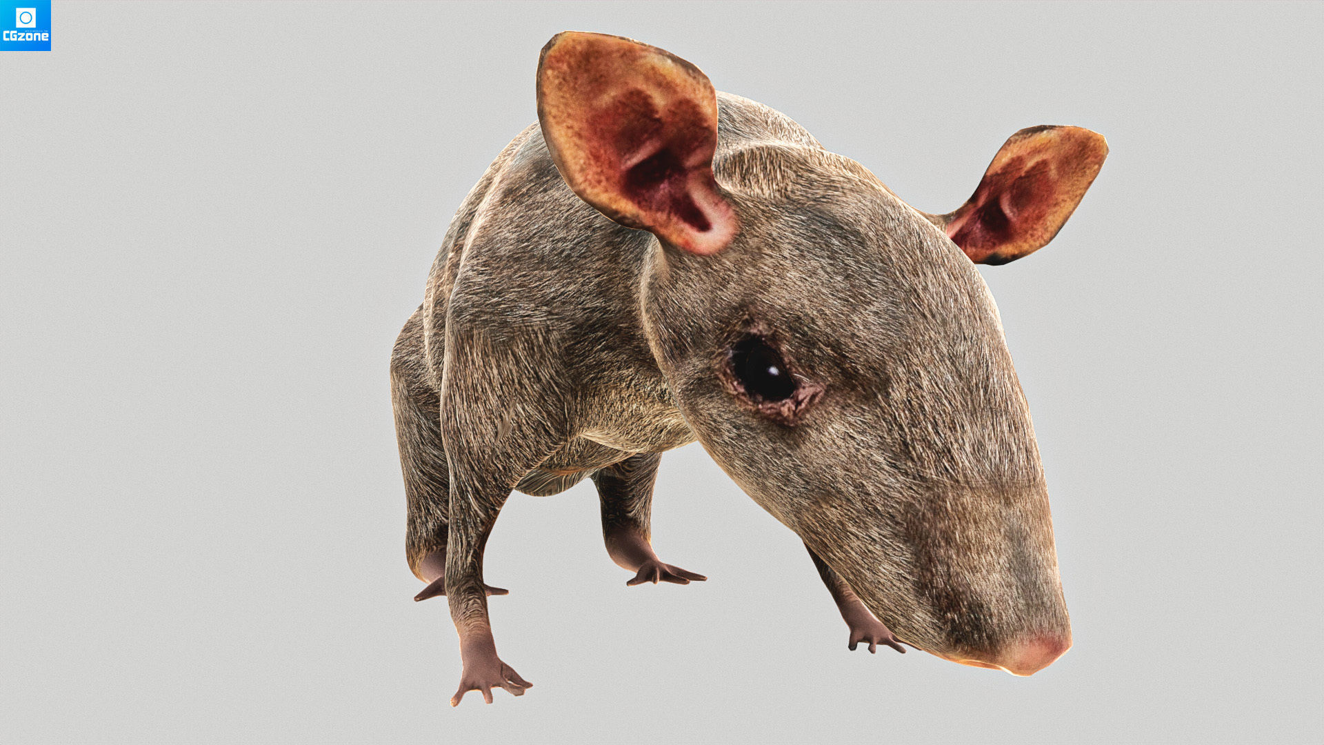 Mouse  Rat Low-poly 3D model_4