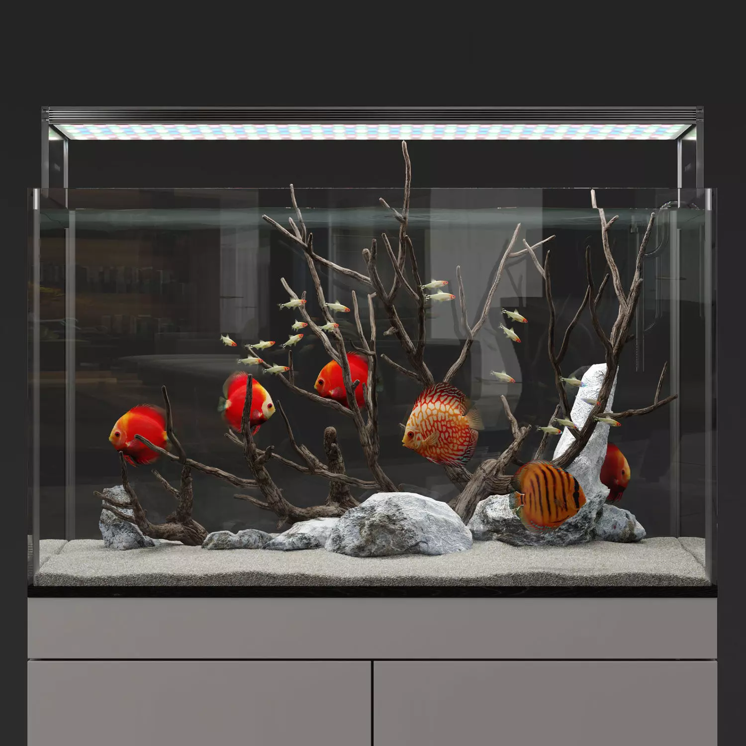 Aquarium discus fish 3D model_0