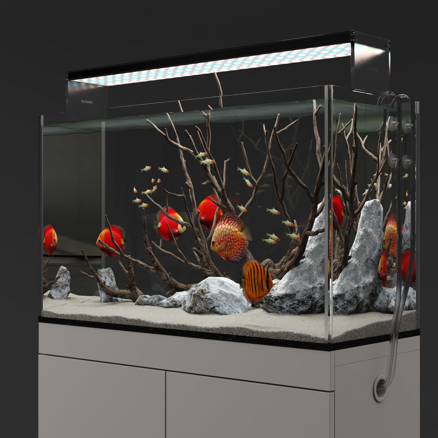 Aquarium discus fish 3D model_3