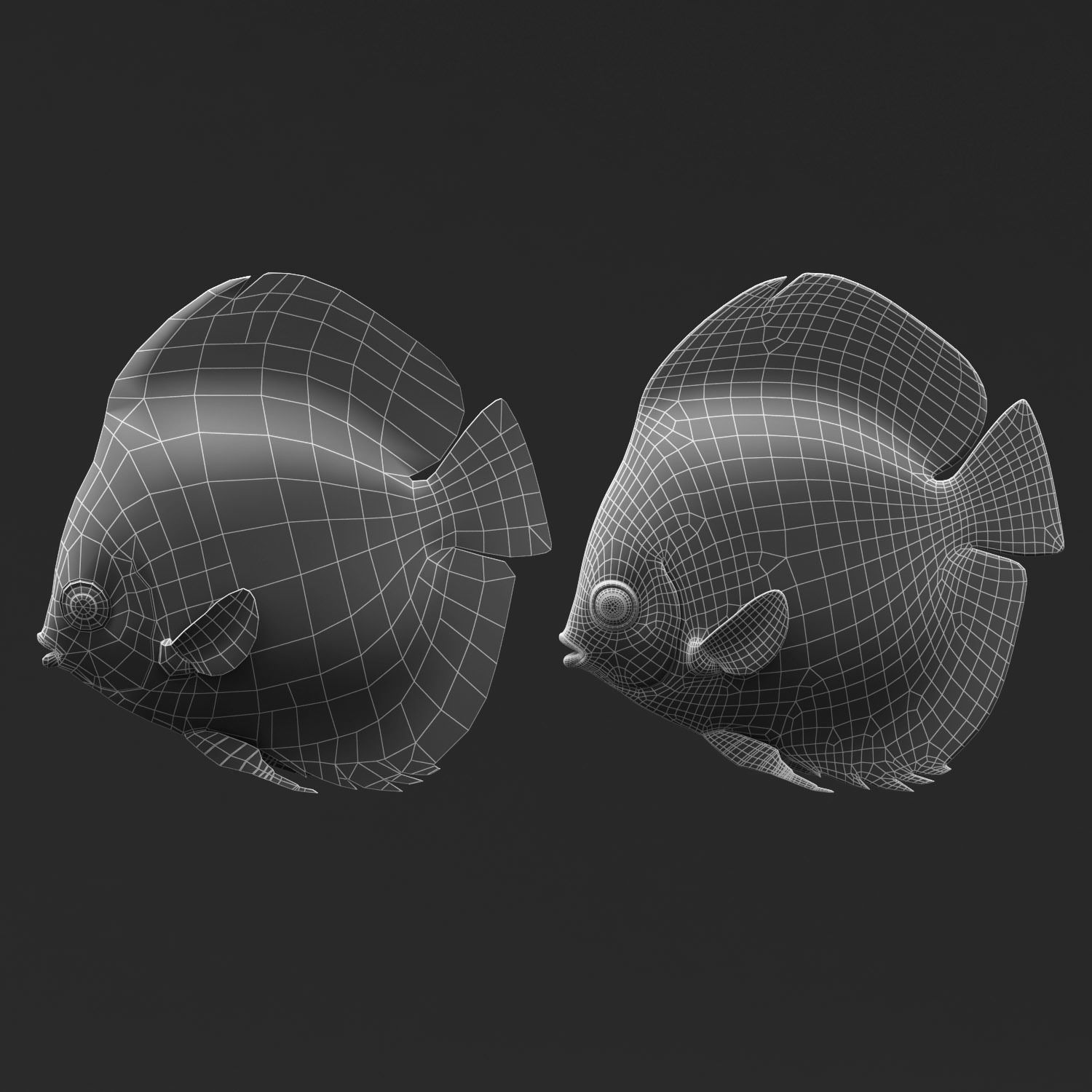 Aquarium discus fish 3D model_9