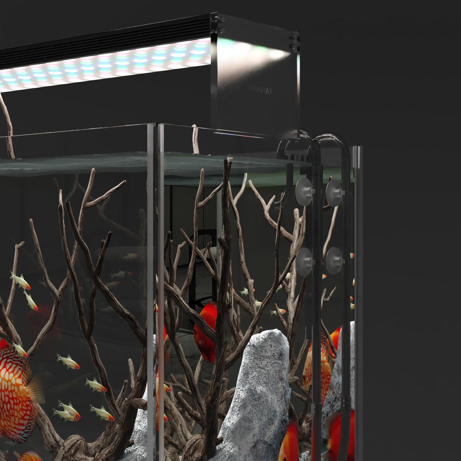 Aquarium discus fish 3D model_5