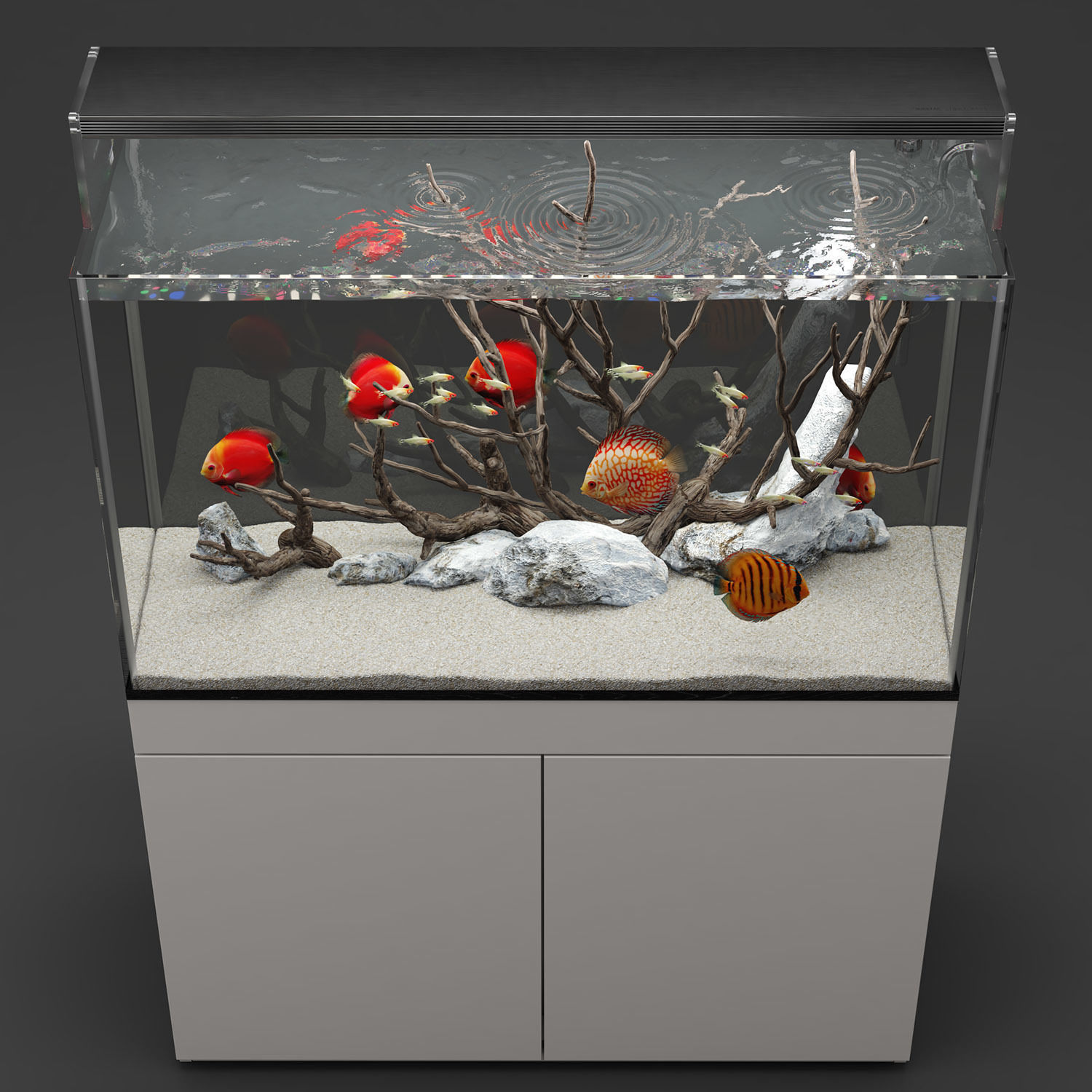 Aquarium discus fish 3D model_1