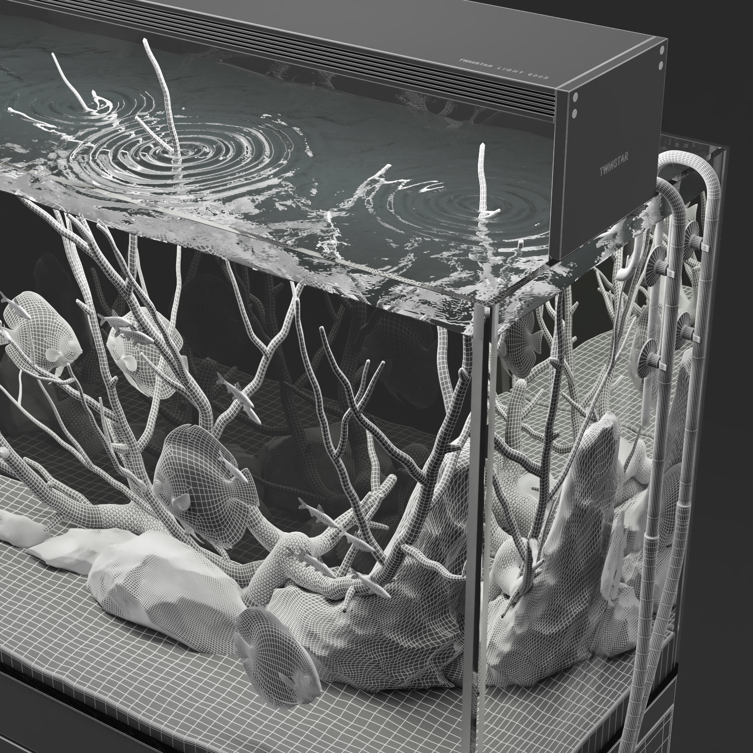 Aquarium discus fish 3D model_7
