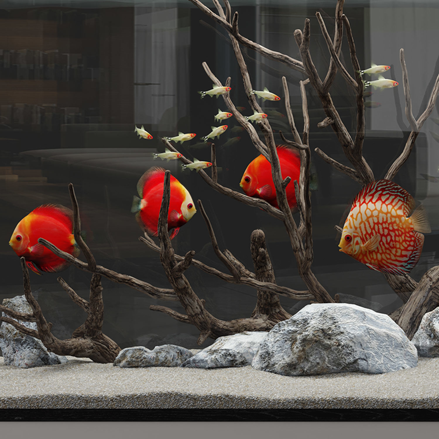 Aquarium discus fish 3D model_2