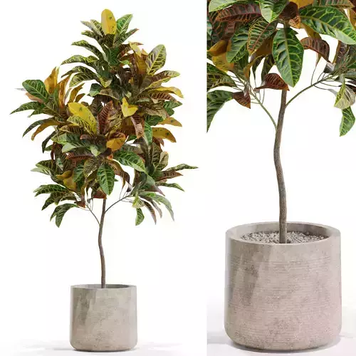 Plants collection 558