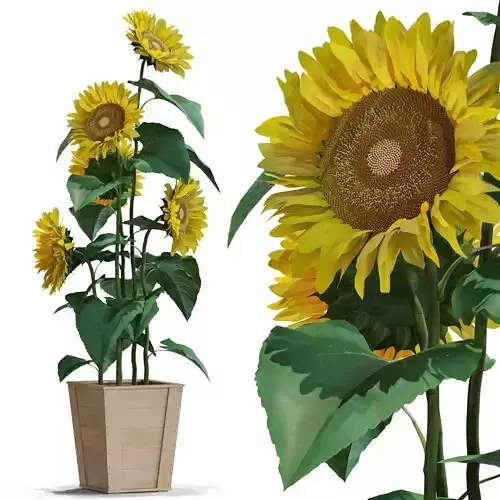 Plants collection 559