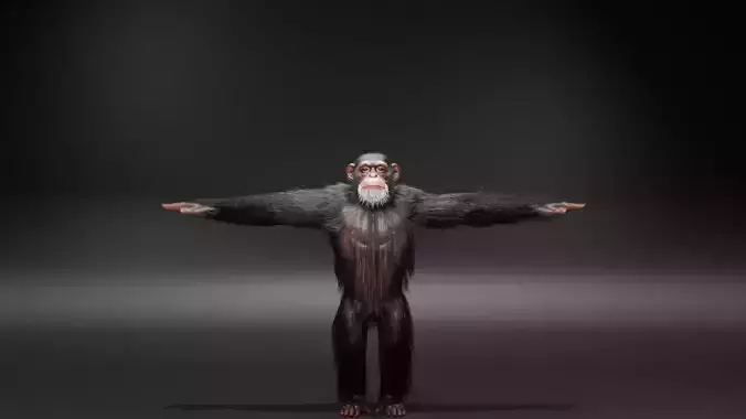 chimpanzee