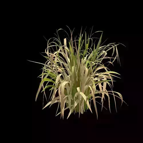 Grass Plant V1