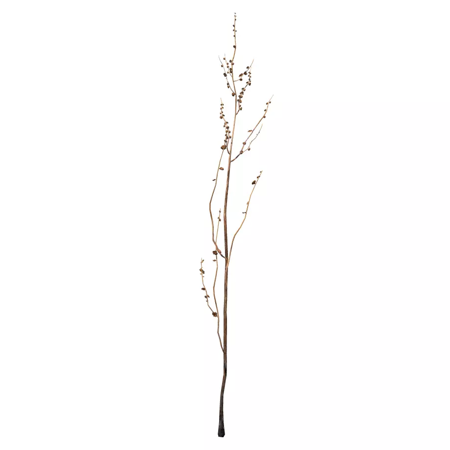 Grass Plant Type A Low-poly 3D model_0