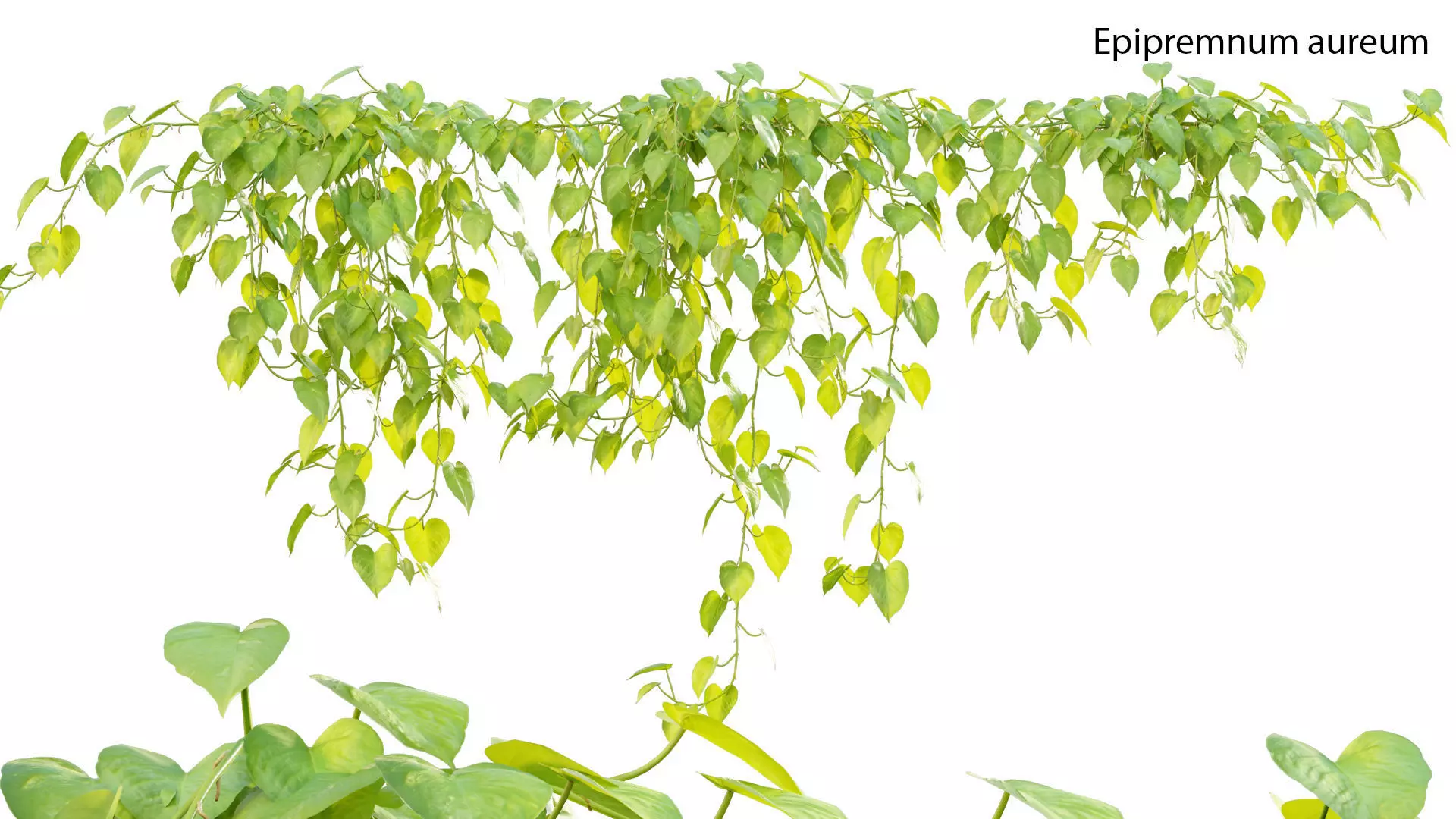 Epipremnum aureum - Money plant 3D model