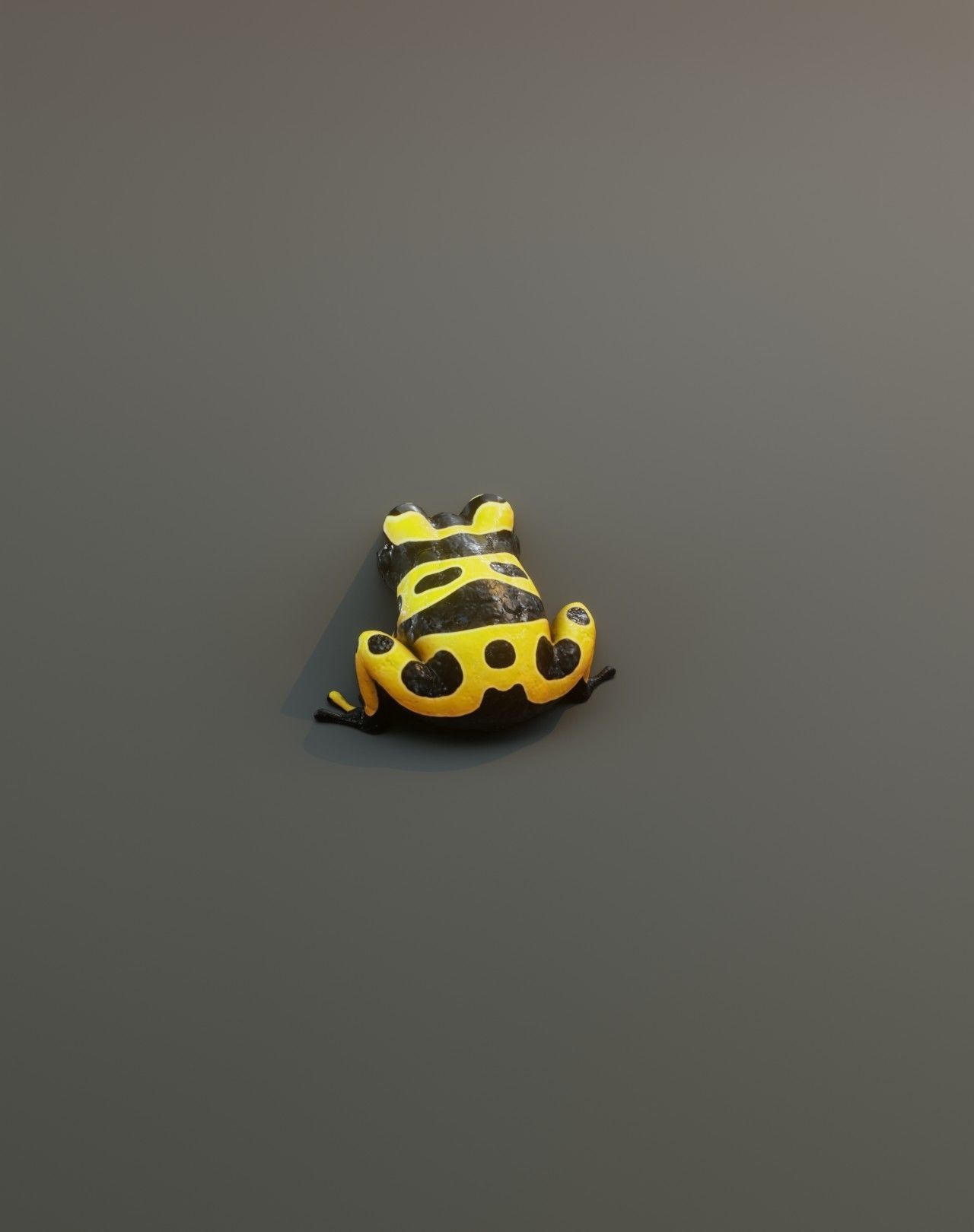 Cartoon Yellow-banded Frog Rigged 3D Model Low-poly 3D model_4