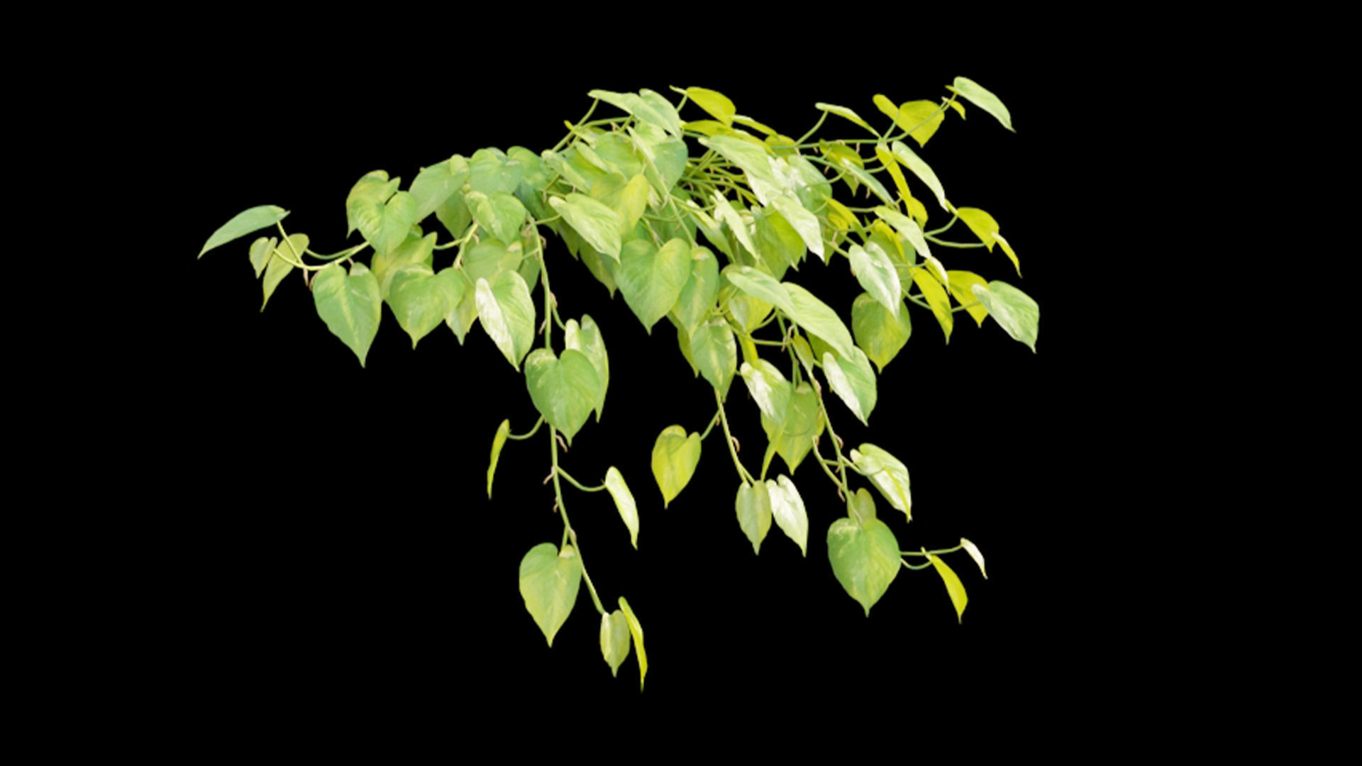 Epipremnum aureum - Money plant 3D model_4