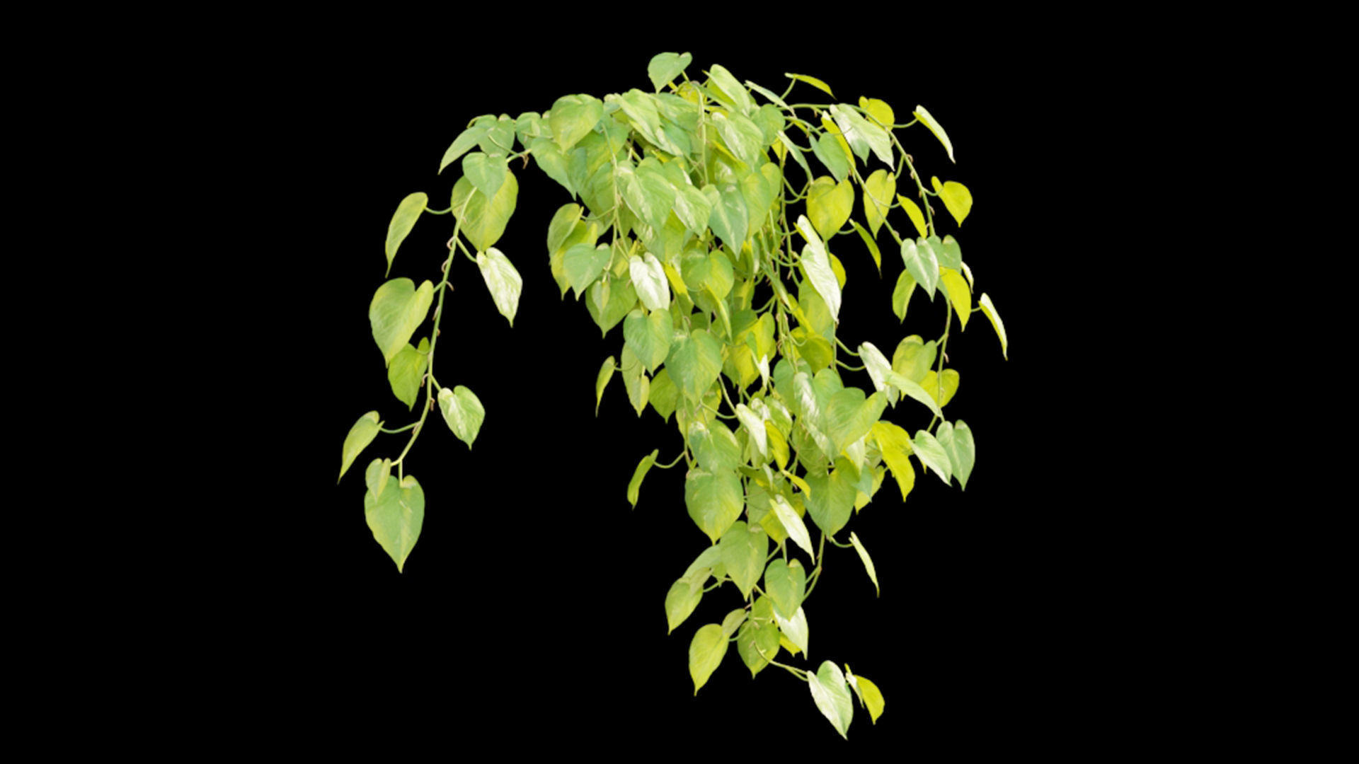 Epipremnum aureum - Money plant 3D model_2