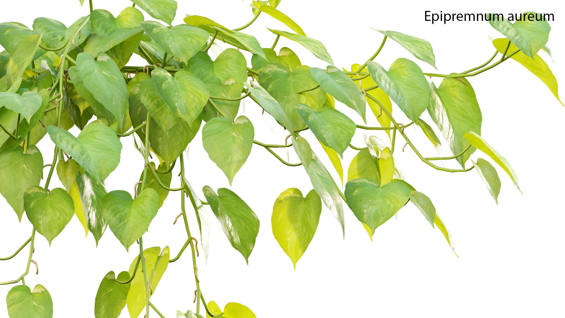 Epipremnum aureum - Money plant 3D model_1