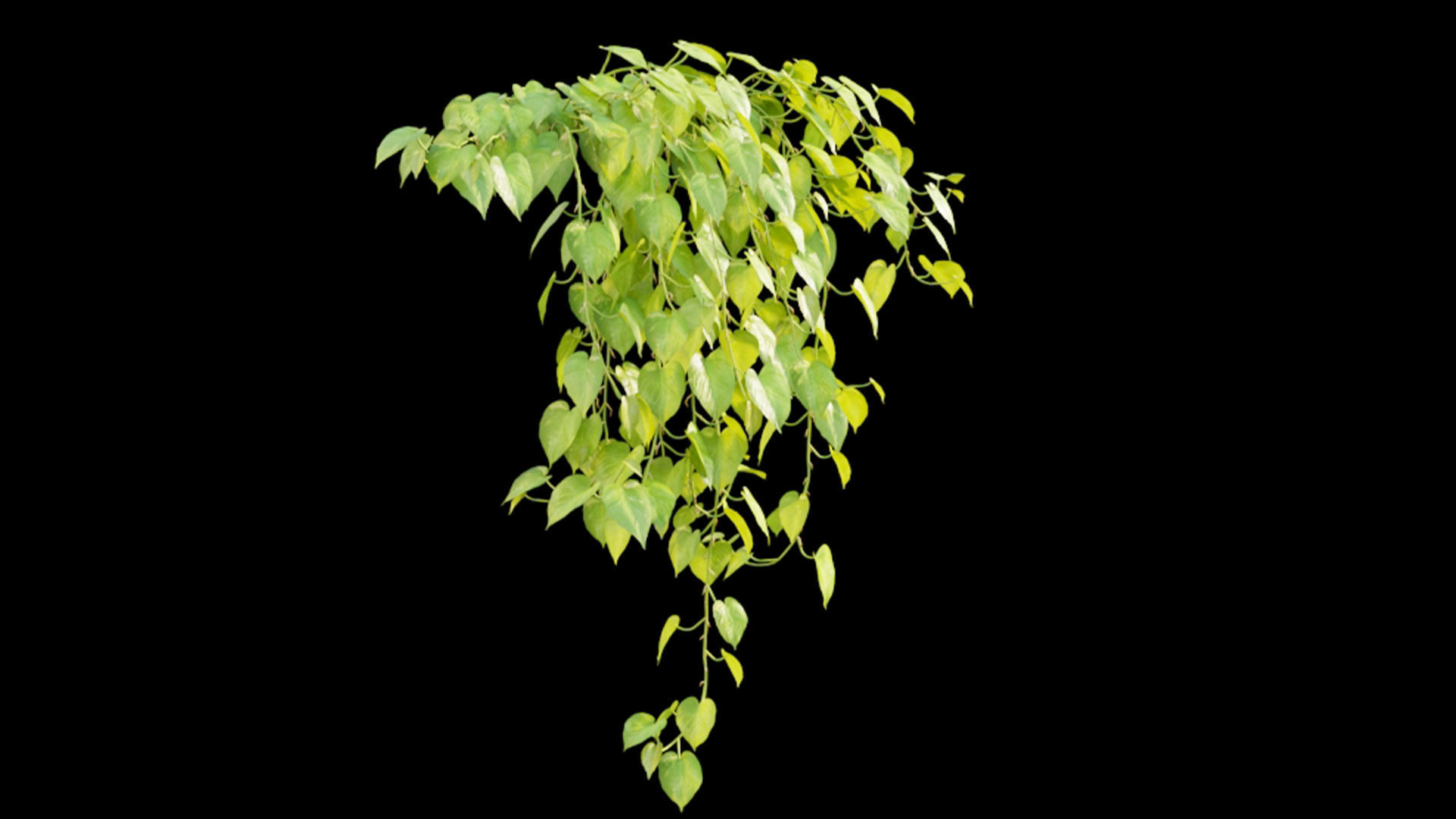 Epipremnum aureum - Money plant 3D model_3