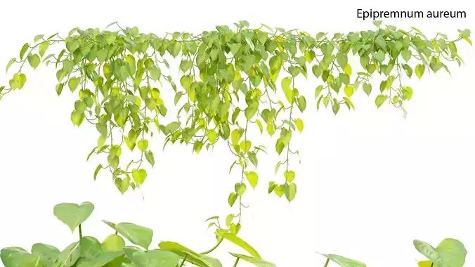 Epipremnum aureum 3D model
