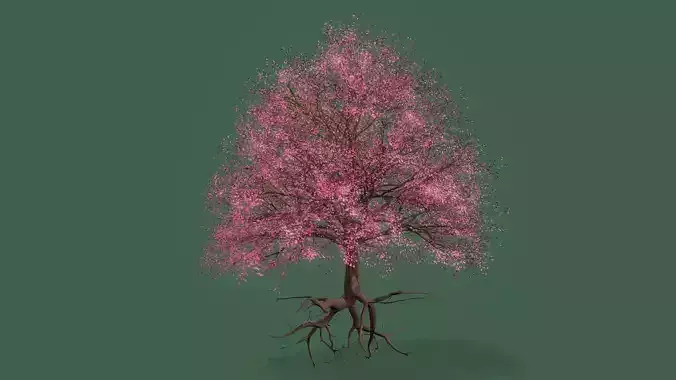Cherry Tree  3D model