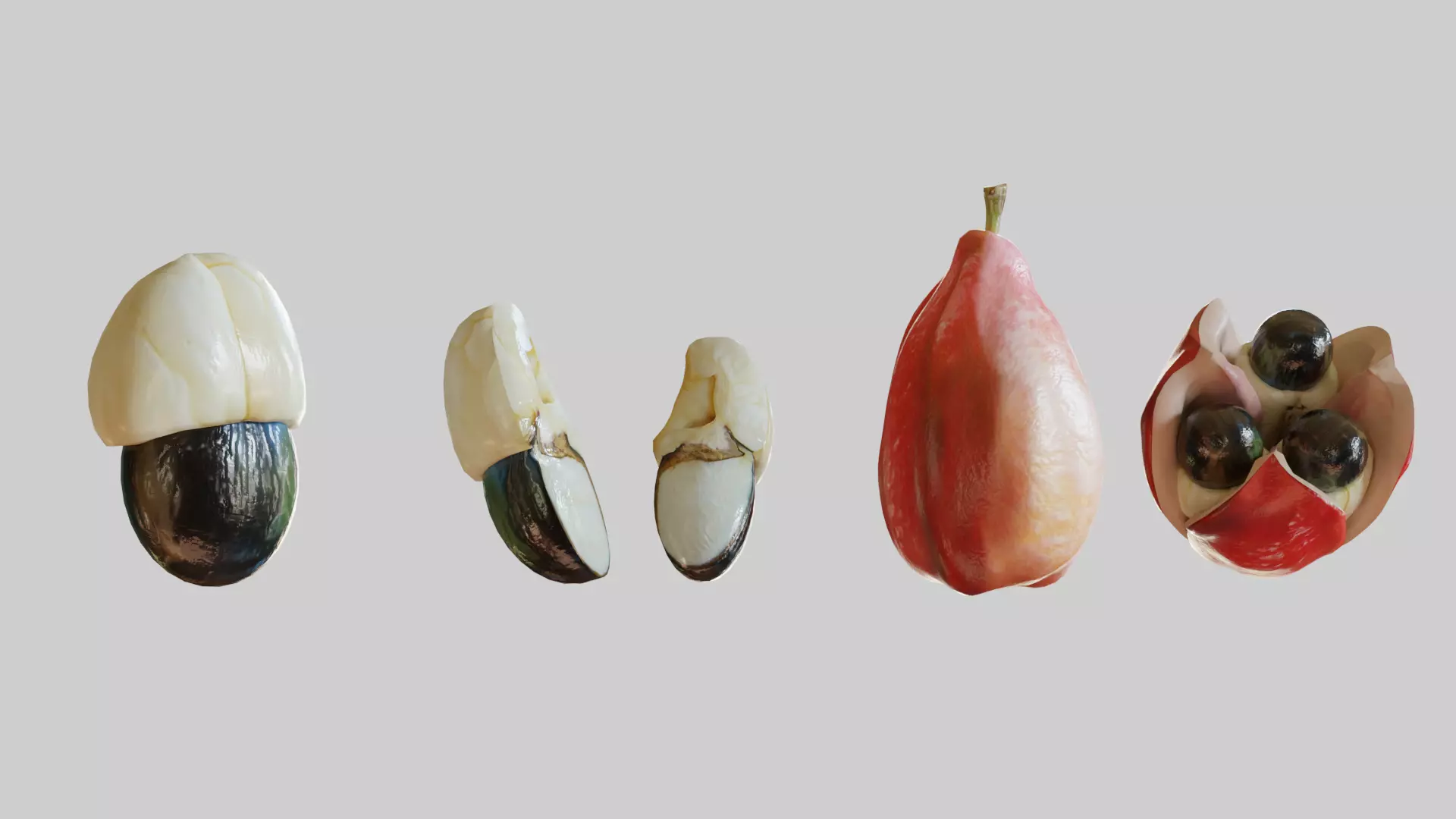 Ackee seed of palm tree Low-poly 3D model_0