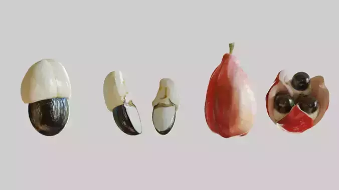 Ackee seed of palm tree