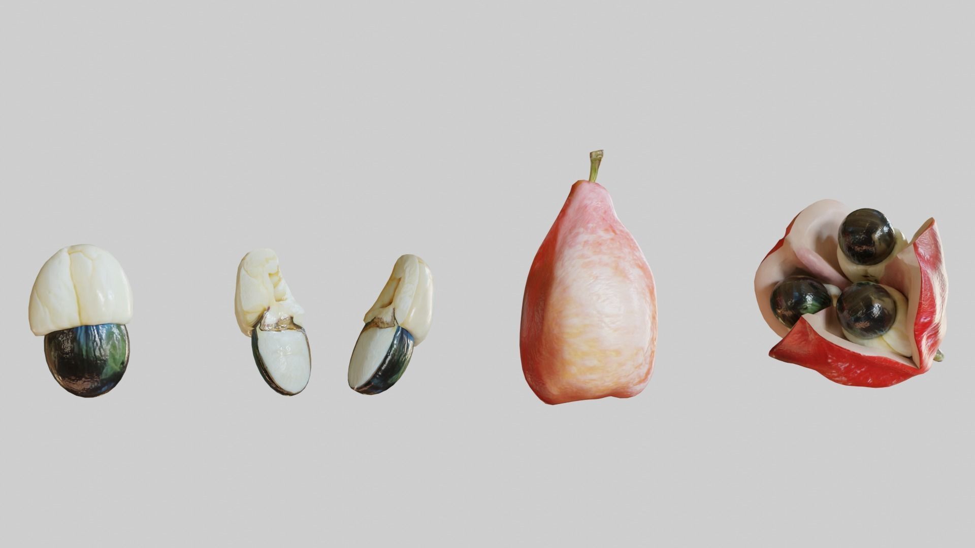 Ackee seed of palm tree Low-poly 3D model_1