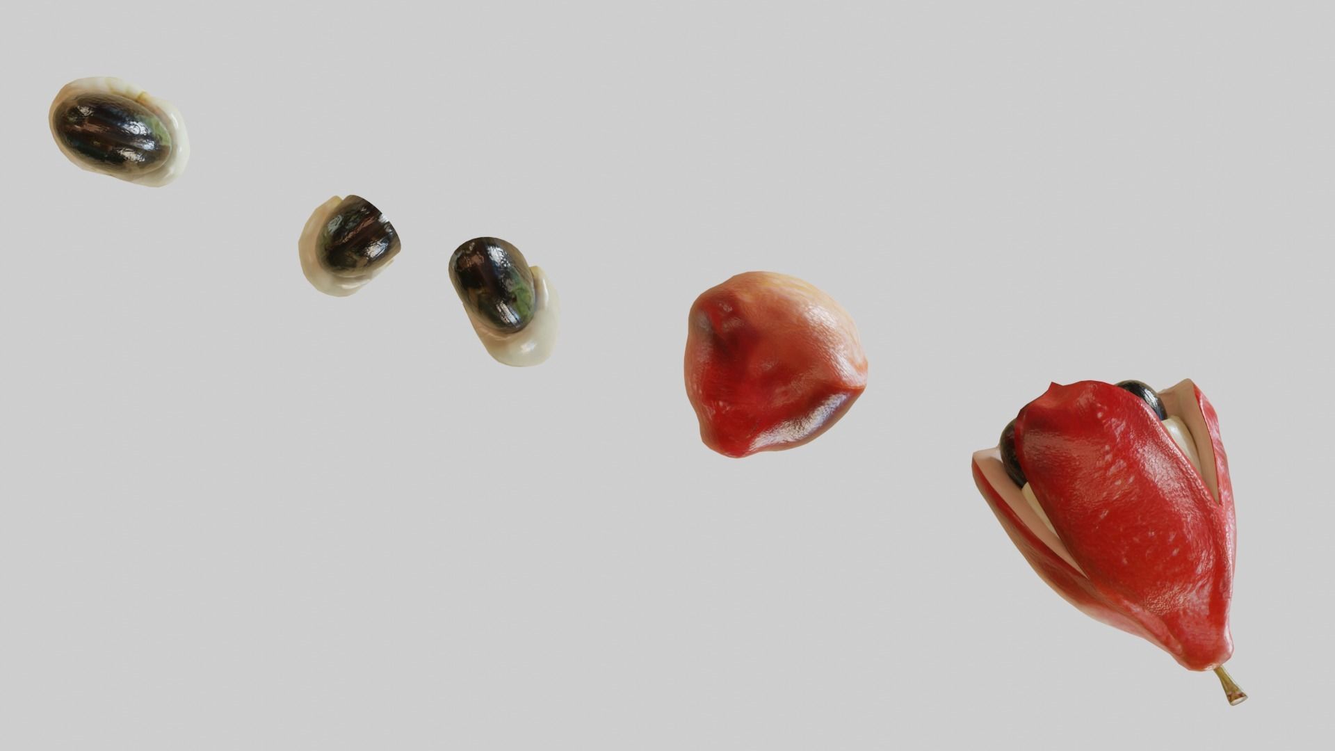 Ackee seed of palm tree Low-poly 3D model_2