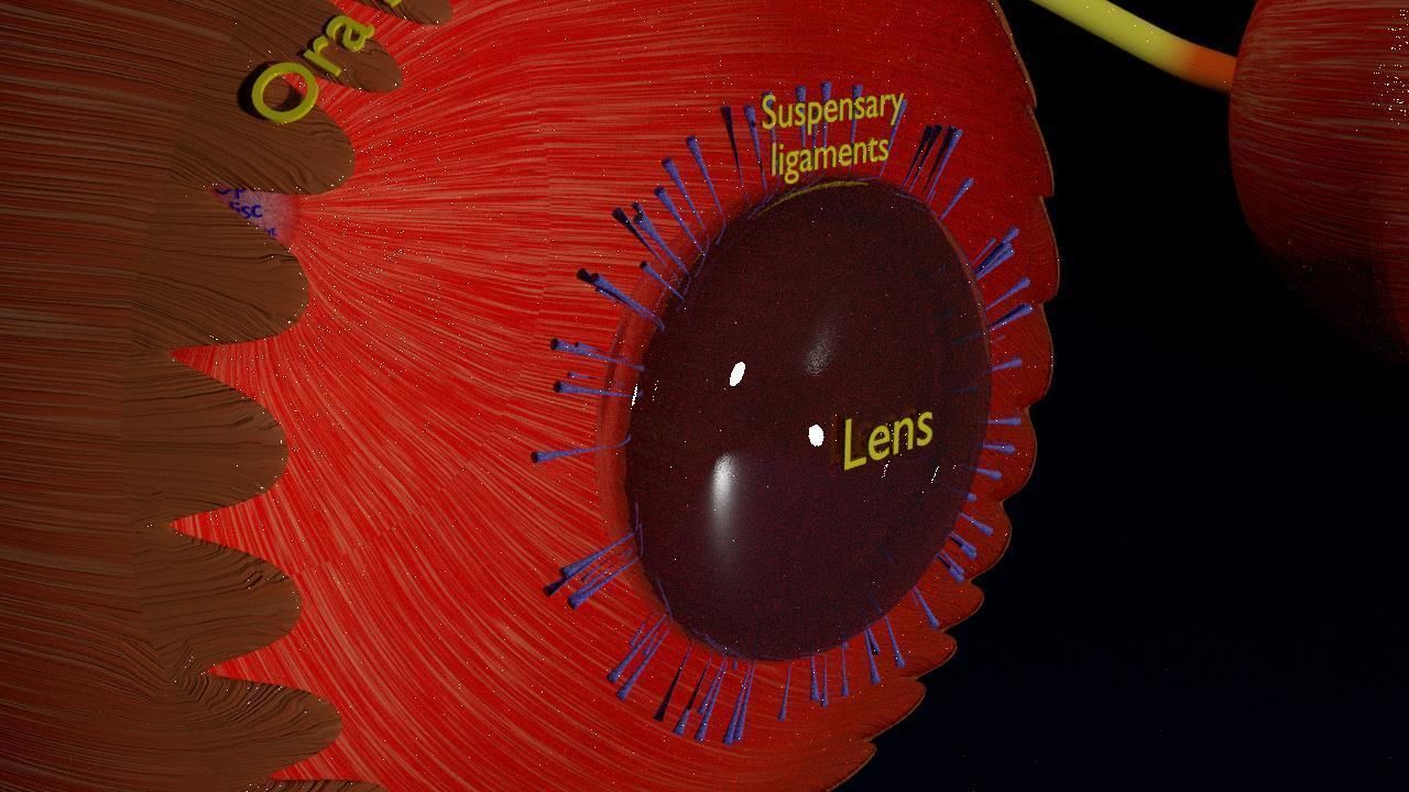 Eye anatomy cut open detail labelled 3D model_19