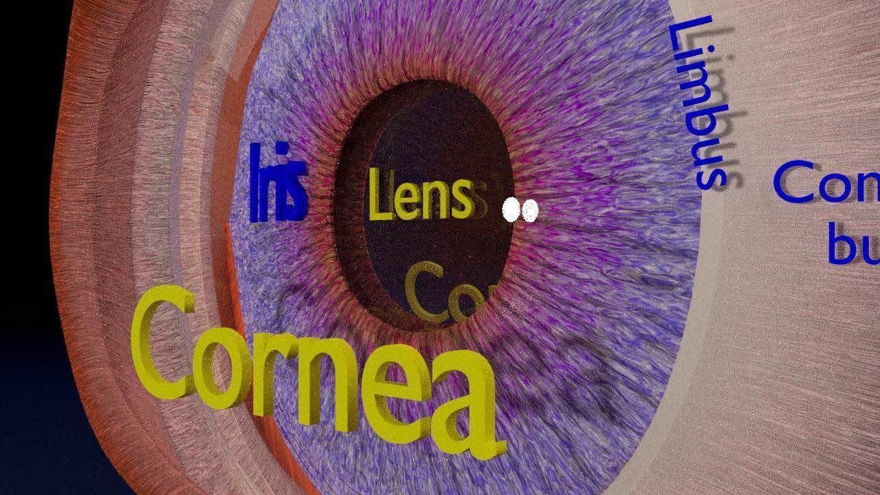 Eye anatomy cut open detail labelled 3D model_12