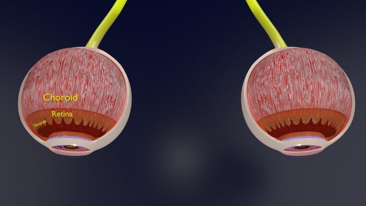 Eye anatomy cut open detail labelled 3D model_23