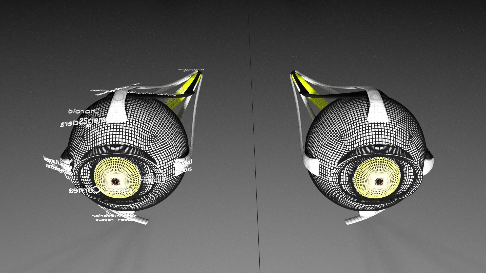 Eye anatomy cut open detail labelled 3D model_27