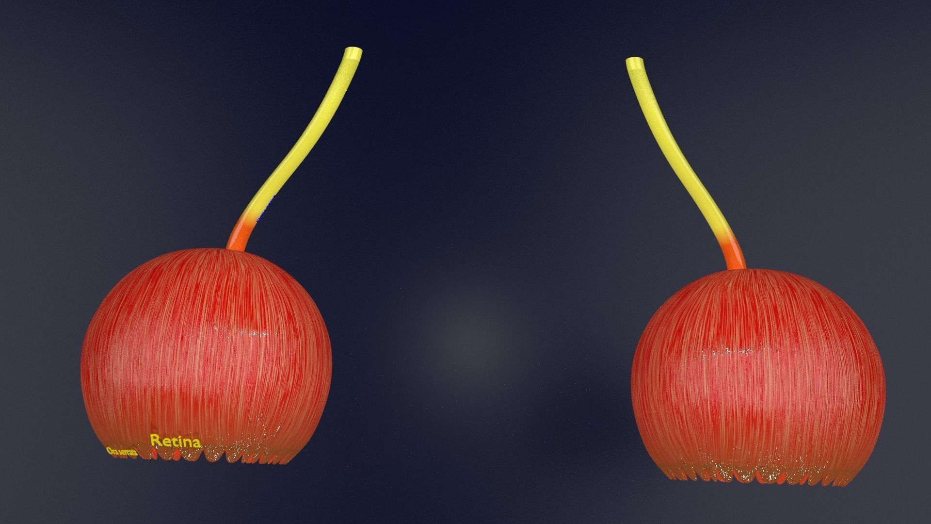 Eye anatomy cut open detail labelled 3D model_6