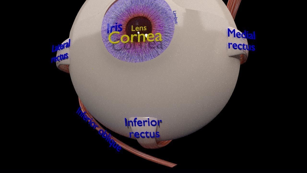 Eye anatomy cut open detail labelled 3D model_14