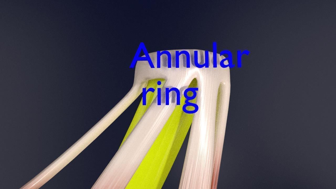 Eye anatomy cut open detail labelled 3D model_16