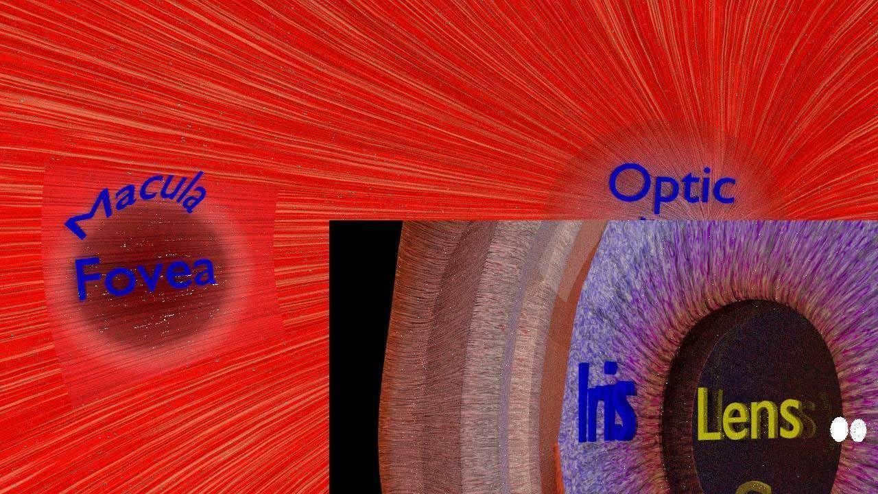 Eye anatomy cut open detail labelled 3D model_21