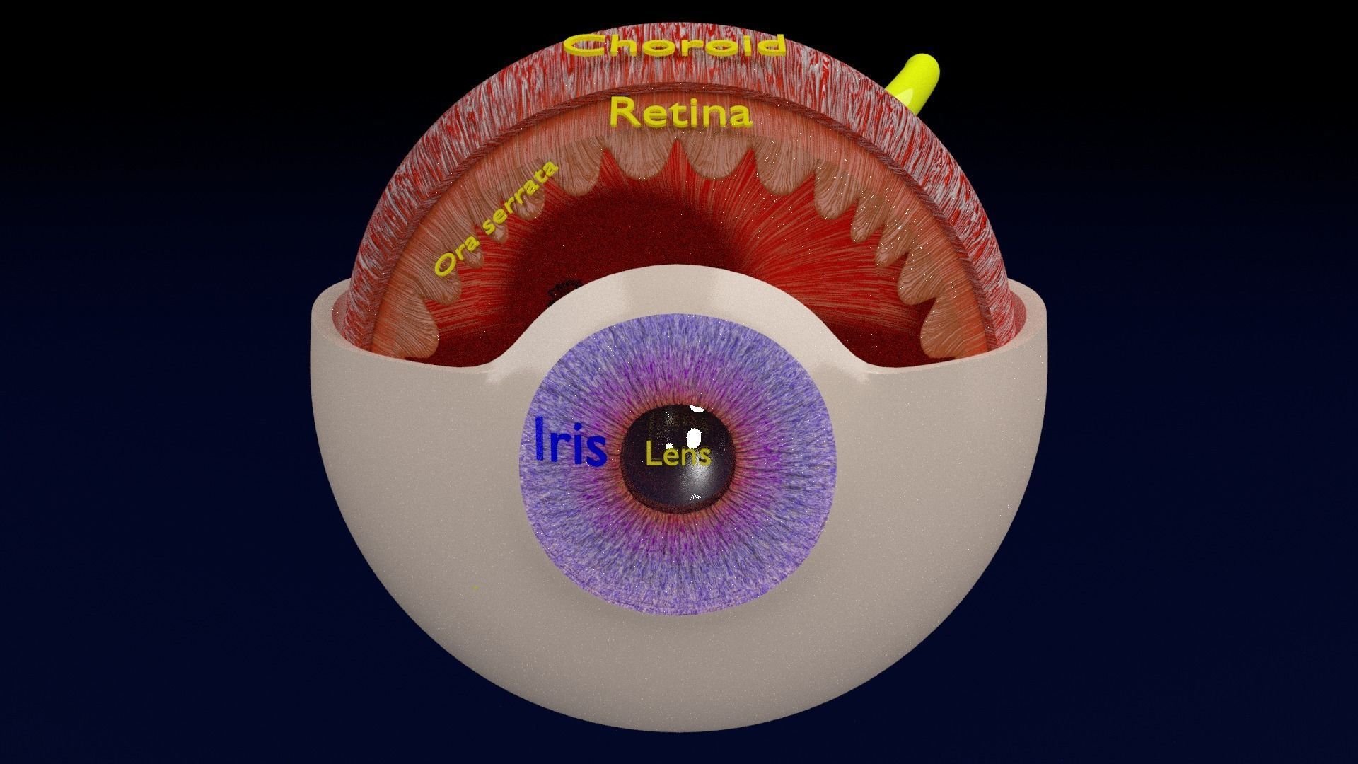 Eye anatomy cut open detail labelled 3D model_3