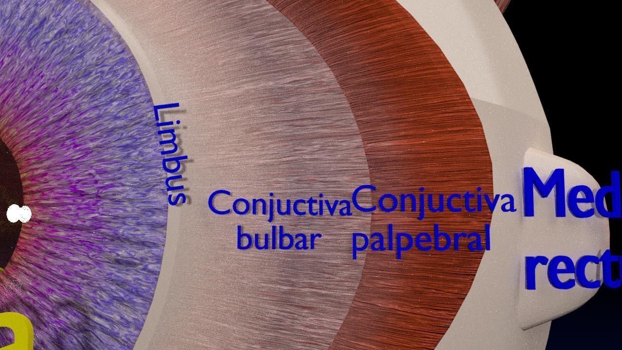 Eye anatomy cut open detail labelled 3D model_11