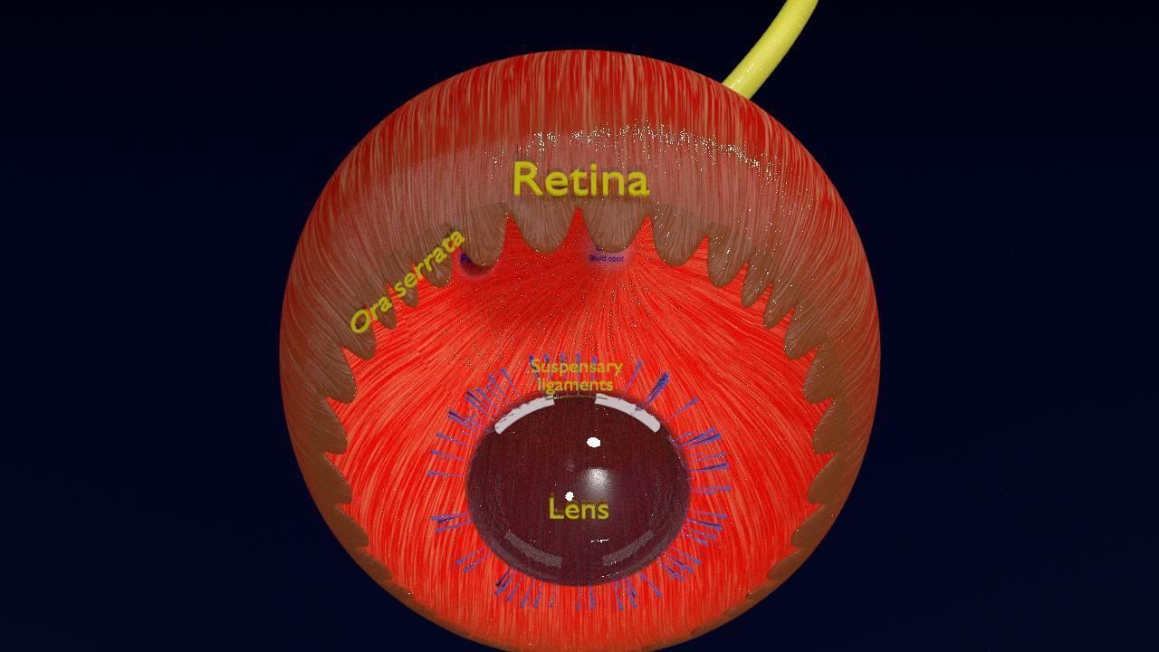 Eye anatomy cut open detail labelled 3D model_18