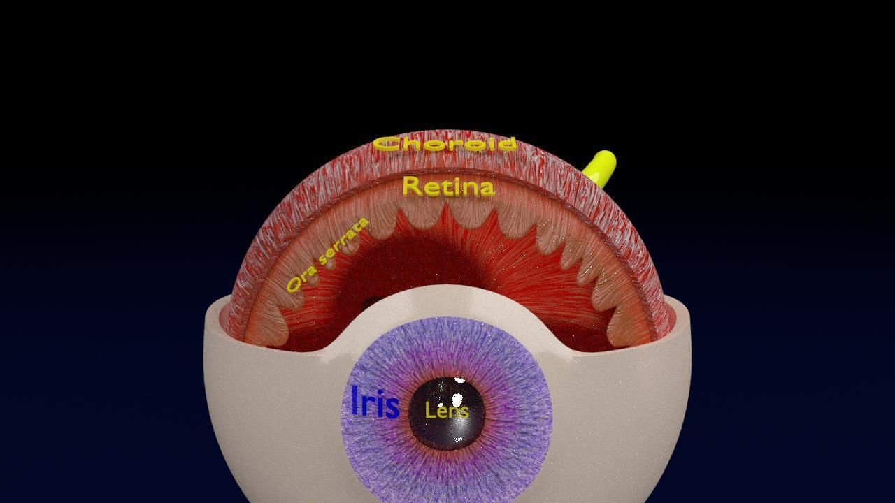 Eye anatomy cut open detail labelled 3D model_17