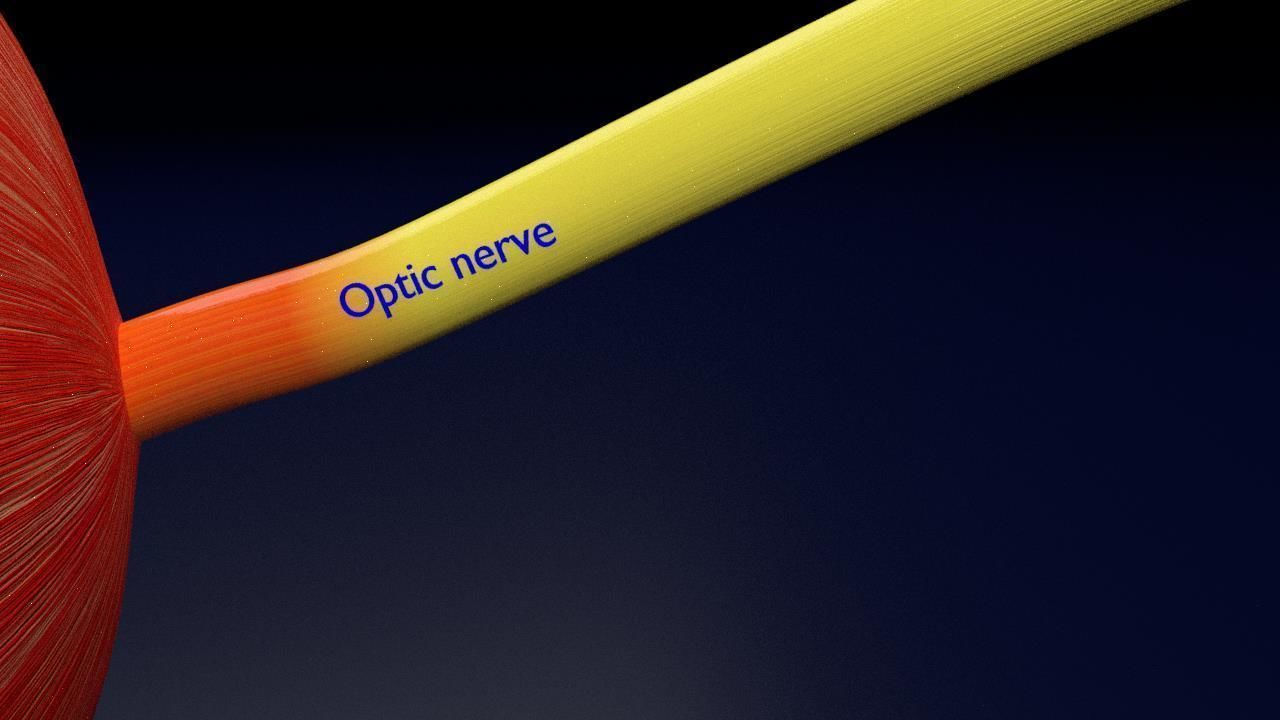 Eye anatomy cut open detail labelled 3D model_22