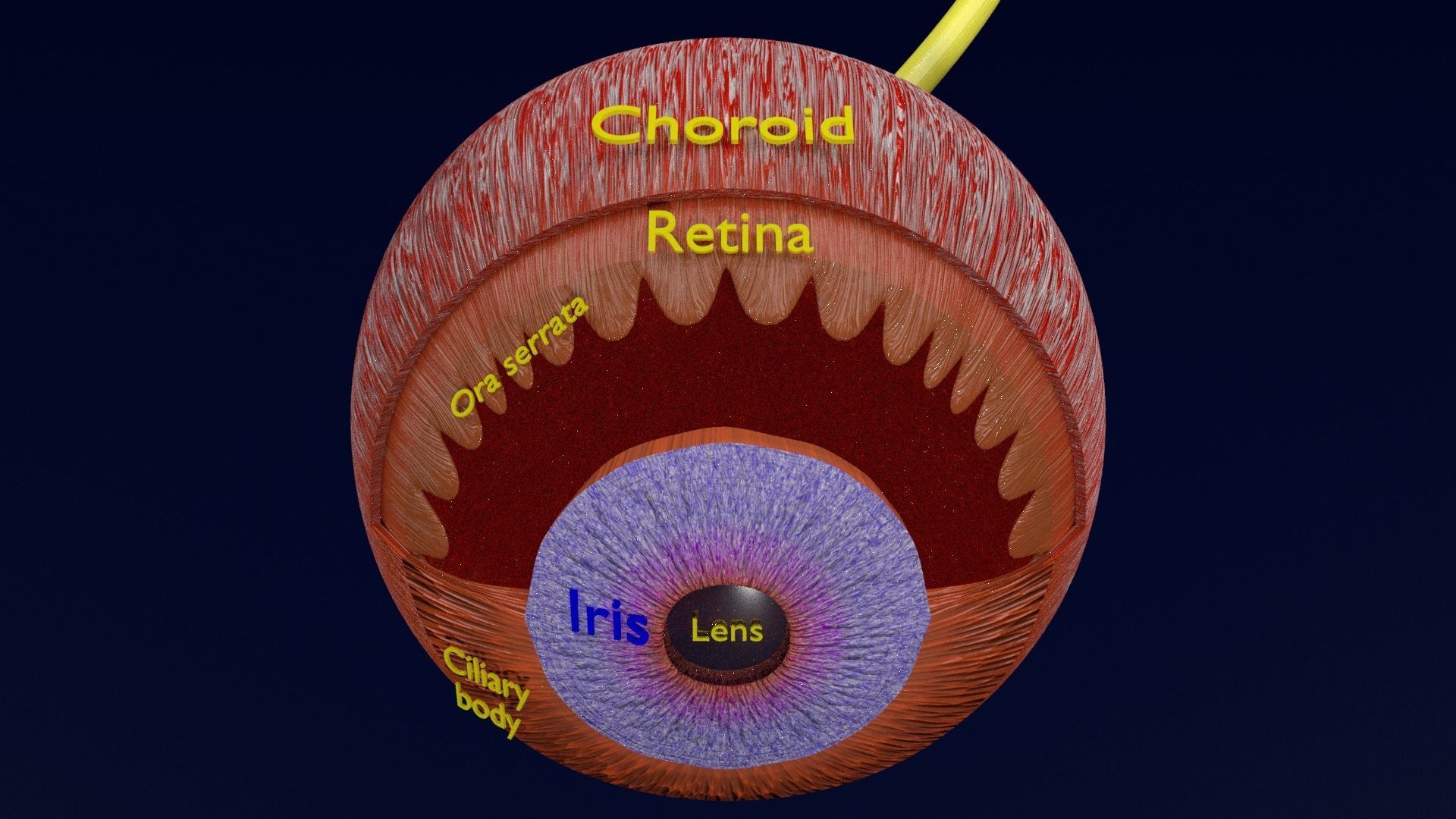 Eye anatomy cut open detail labelled 3D model_4